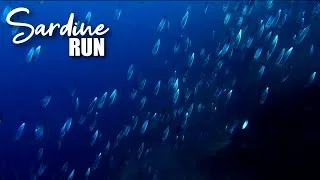 Miniature : JOUR 7 : Sardine Run & Osmena Peak à Moalboal !