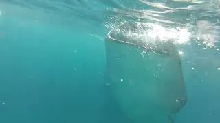 Miniature : requin baleine 2