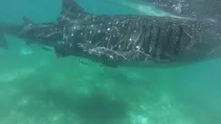 Miniature : requin baleine
