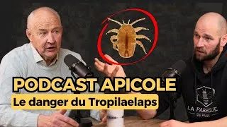 Miniature : Le Tropilaelaps : le prochain défi de l'apiculture ?