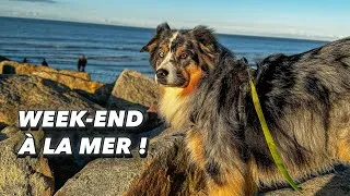 Miniature : Week-end à la mer avec Olive ! Plage, copains, restau, douche... Ça fait du bien ! VLOG