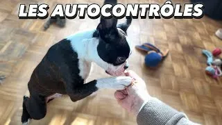 Miniature : Les AUTOCONTRÔLES et le chiot : gestion des émotions/frustration, 3 exercices à faire !
