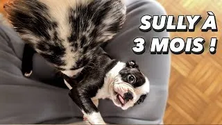 Miniature : Le chiot à 3 mois : Auto-contrôles, 3D, accueil des invités - L'éducation de Sully