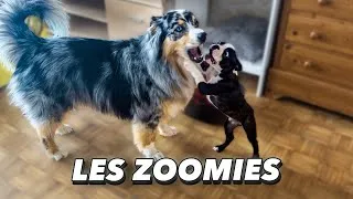 Miniature : LES ZOOMIES du chiot ! Pourquoi ? Comment survivre ? Bêtises, canapé... L'éducation de Sully