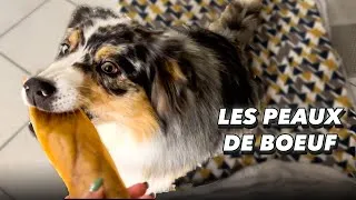 Miniature : Les peaux de boeuf pour chien : LA friandise la plus donnée à Olive !