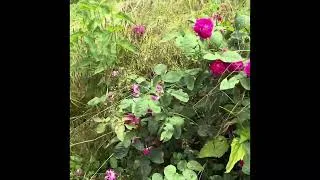 Miniature : Carnet De Bord de la mi-juillet 2024 #autonomie #jardin #potager
