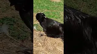 Miniature : Essai peu concluant ! Ça fait trop peur ! 😱😂