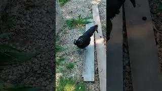 Miniature : Poules, coqs, cochons, chèvres... ET Pioupiou 😅