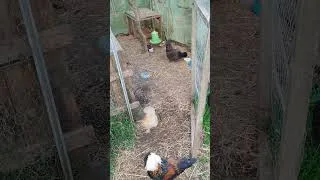Miniature : Rencontre poules/hérisson 