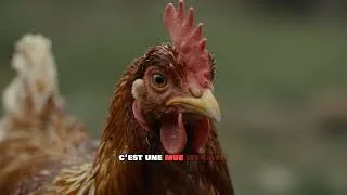 Miniature : Tout sur la mue : pourquoi tes poules arrêtent de pondre en automne
