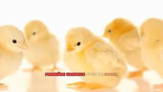 Miniature : 5 erreurs communes qui causent la mortalit des poussins
