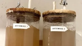 Miniature : Mon éclosoir pour nauplies d’artemias