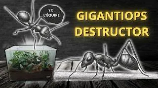 Miniature : Ma première colonie de Gigantiops destructor se porte à merveille ! Elles sont vraiment superbe