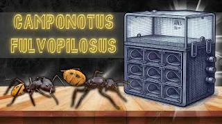 Miniature : Le peuple réclame les Camponotus fulvopilosus ! Les voici à nouveau :)