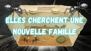 Miniature : Ma superbe colonie de Camponotus aenopilosus, une espèce peu fréquente en élevage.