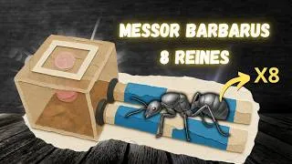 Miniature : Je commence une nouvelle aventure avec les Messor barbarus