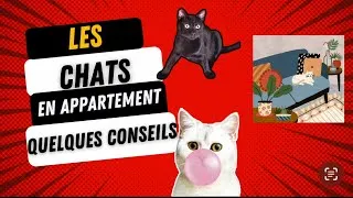 Miniature : Les chats en appartement - quelques conseils #conseils #chat #appartement #tips #cats #blackcat #fyp