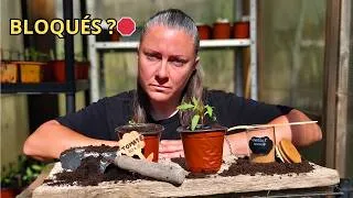 Miniature : SEMIS DE TOMATES BLOQUÉS ? Ne paniquez pas, faites ÇA !