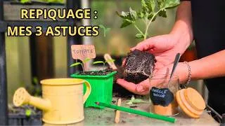 Miniature : TOMATES 2026 : 3 ASTUCES POUR UN REPIQUAGE PARFAIT EN 5 MINUTES ! 