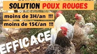 Miniature : Un poulailler sans poux rouge en moins de 3 heures et pour moins de 15€/an