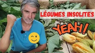 Miniature : Des légumes INSOLITES au potager