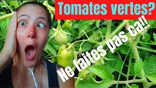 Miniature : Que ne PAS faire? Tomates qui ne rougissent pas et nécrose apicale