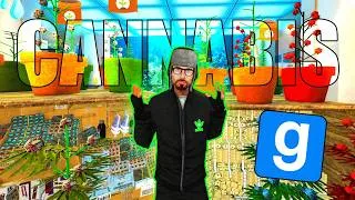 Miniature : Devenez le BARON du CANNABIS EXCLUSIF d’ Imperium Roleplay 🌱