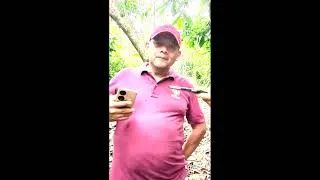 Miniature : À la découverte du cacao maya : Interview d'Hector, un producteur guatémaltèque