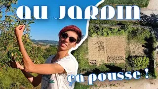 Miniature : LE JARDIN : on en est où ? 🦋🍒🌱