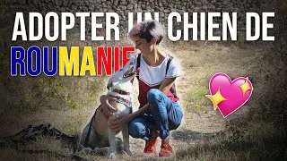 Miniature : J'AI ADOPTÉ UN CHIEN DE ROUMANIE 🇷🇴💖🐕