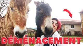 Miniature : LES PONEYS DÉBARQUENT A LA MAISON 🔥🏡