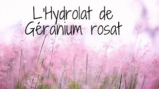 Miniature : L'Hydrolat de géranium