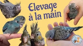 Miniature : Élevage à la main d'un Oisillon - Guide COMPLET de l'EAM