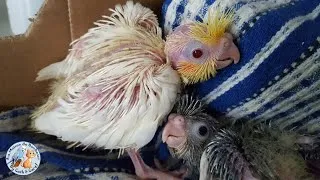Miniature : Bébés KAKARIKIS & CALOPSITTES manipulés au nid