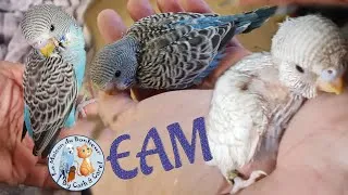 Miniature : ❤️🐾❤️️ EAM  - Perruches ondulées Evolution