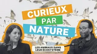 Miniature : Curieux par Nature - Épisode 10: Les animaux dans leur écosystème