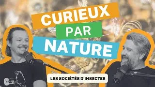Miniature : Curieux par Nature - Épisode 8: Les sociétés d'insectes