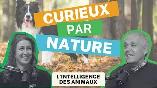 Miniature : Curieux par Nature: Épisode 9 - l'intelligence des animaux