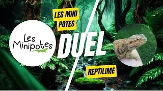 Miniature : LA GRANDE FINALE !!! Coupe de France de terrariophilie entre Les Minipotes et Reptilime !
