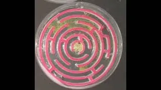 Miniature : fin labyrinthe