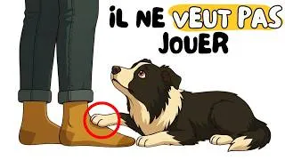 Miniature : Pourquoi votre chien pose sa patte sur vous (C'est neurologique)