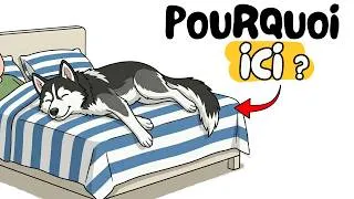 Miniature : Votre chien dort avec vous ? Ce qu’il essaie de vous dire …