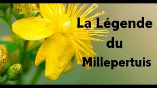 Miniature : La légende du millepertuis