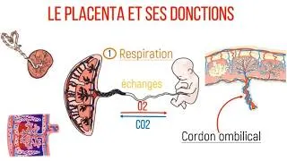 Miniature : Le PLACENTA et Ses FONCTIONS Expliqués Simplement