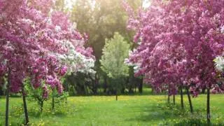 Miniature : Relaxation - Musique relaxante: Calme, Douce