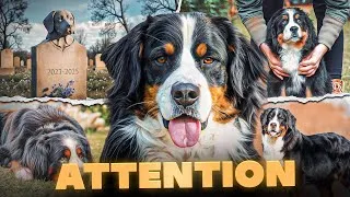 Miniature : Bouvier Bernois : Attention avec ce chien !