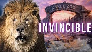 Miniature : Marjan : Le lion qui a survécu à l'enfer