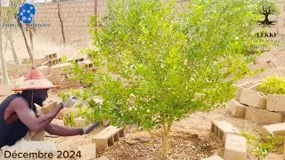 Miniature : Taille de formation citronnier | jardin pédagogique LEKKI 🌱 1/2