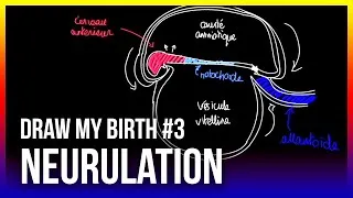 Miniature : NEURULATION - Draw My Birth #3
