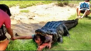 Miniature : Moments Incroyables de Safari Capturés en Vidéo !!!